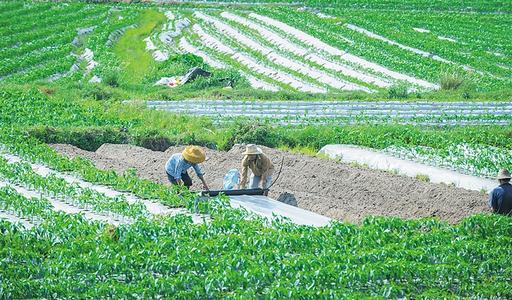 可降解地膜助力绍兴“无废农业”